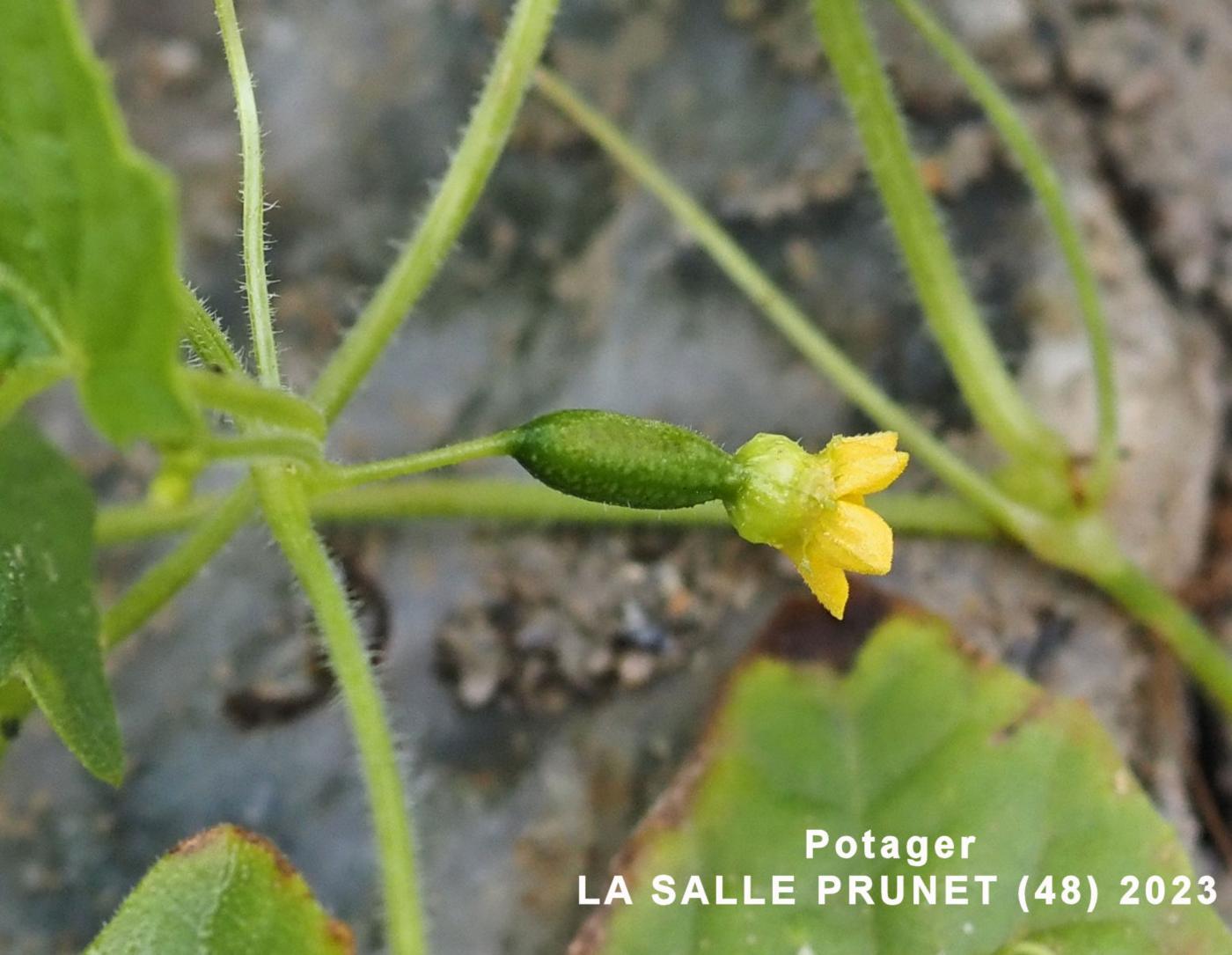 Cucamelon flower